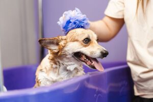 Jak radzic sobie z problemami skornymi u psa – porady dermatologiczne